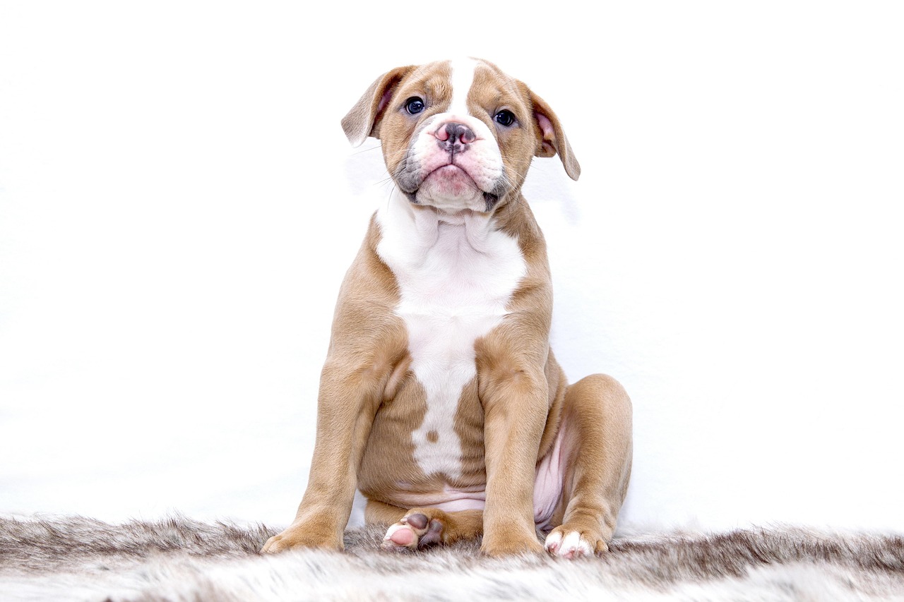 puppy, bulldog, animal, dog, sweet, pet