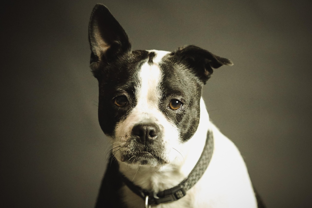 dog, pet, collar, dog collar, domestic, domestic dog, black and white dog, canine, portrait, dog portrait, mammal, nature, animal, purebred