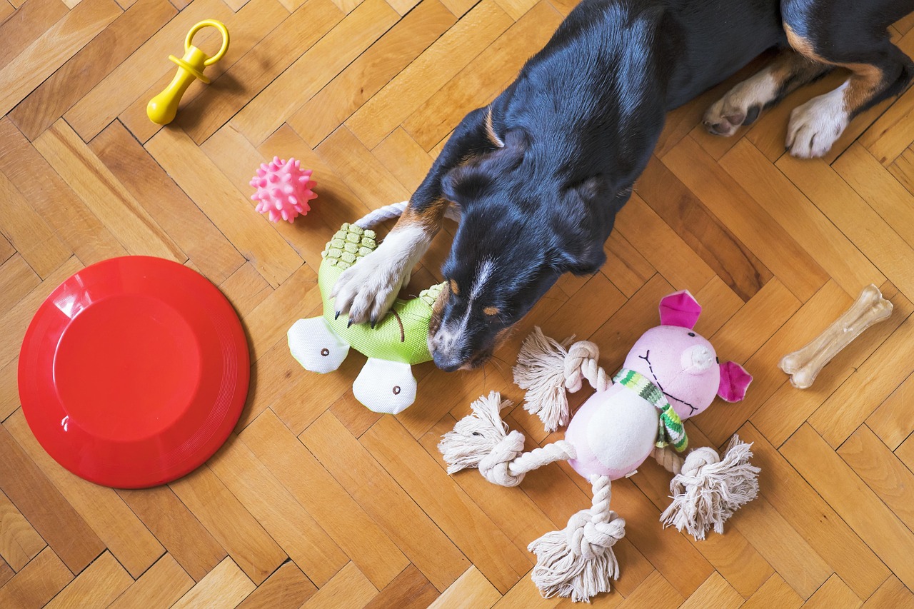 dog toys, dog playing, dog chew toy, dog frisbee, dog rope, dog bone, animal, dog ball, dog, pet, puppy