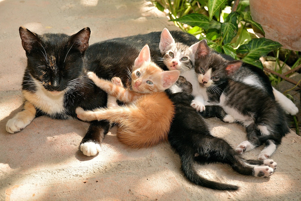 cats, mascot, feline, animal, pet, animals, little cat, nature, break, look, cat