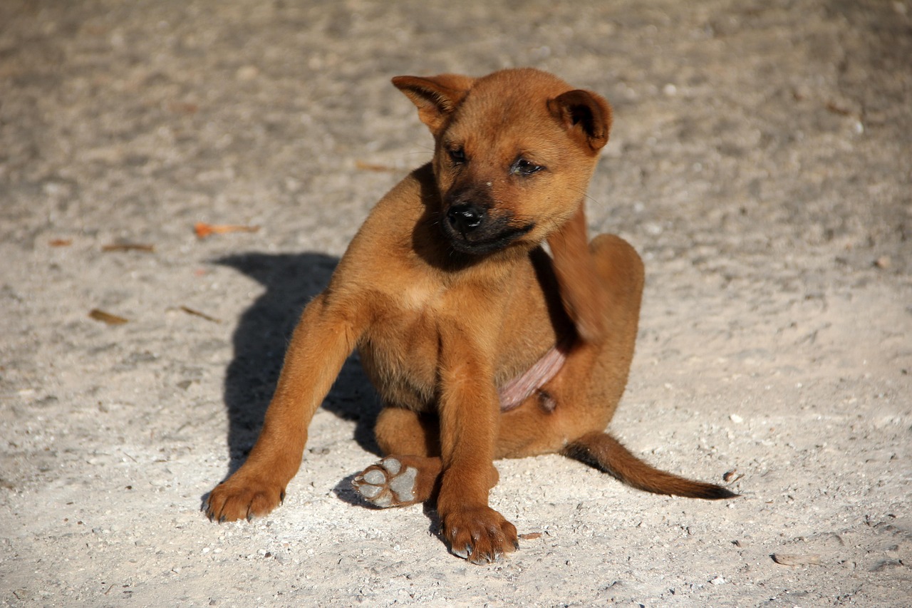 dog, pet, animal, flea, scratch, young