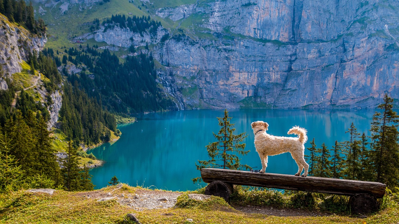outlook, mountain lake, nature, bank, animal, dog, irish soft coated wheaten terrier, mountains, oeschinen lake, hike, seascape, switzerland, kandersteg, pet, walkie, lake, mountain, forest, rock