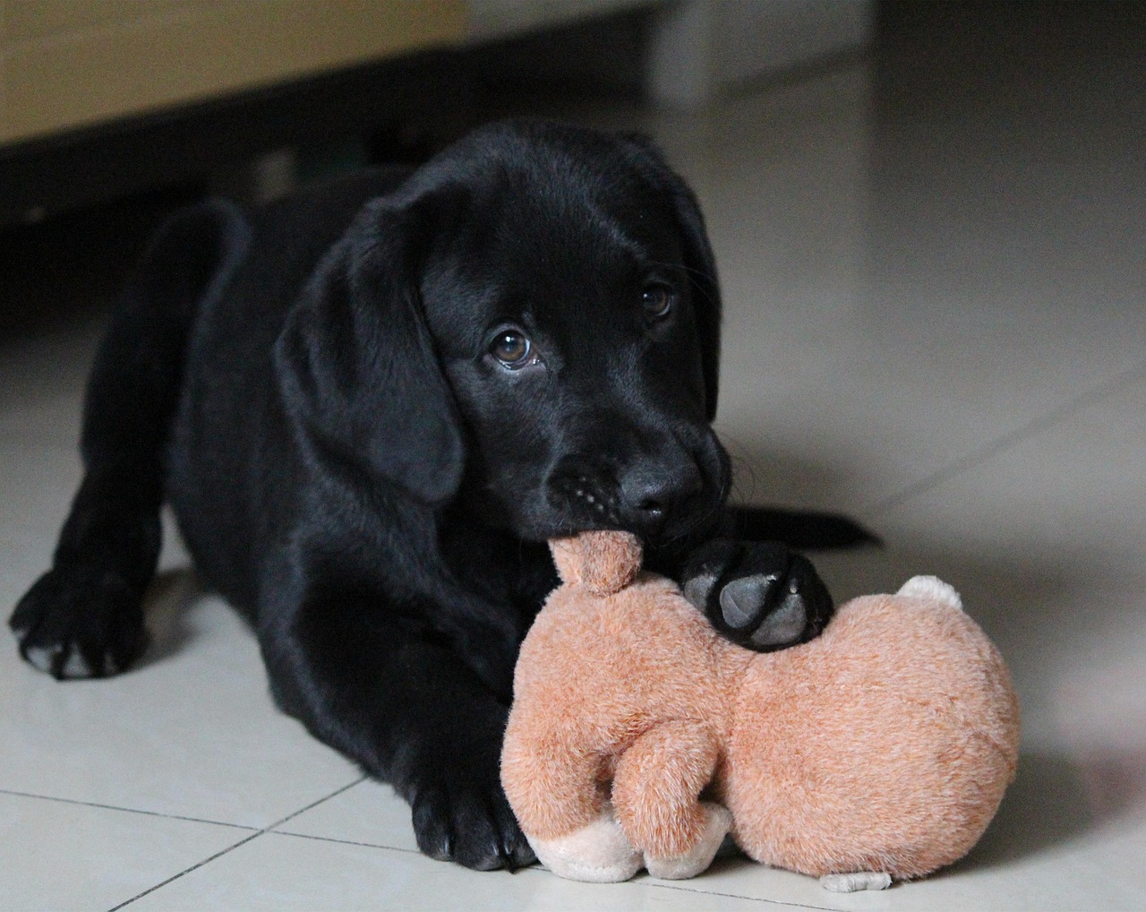 dog, sell ​​meng, pet, animal, play