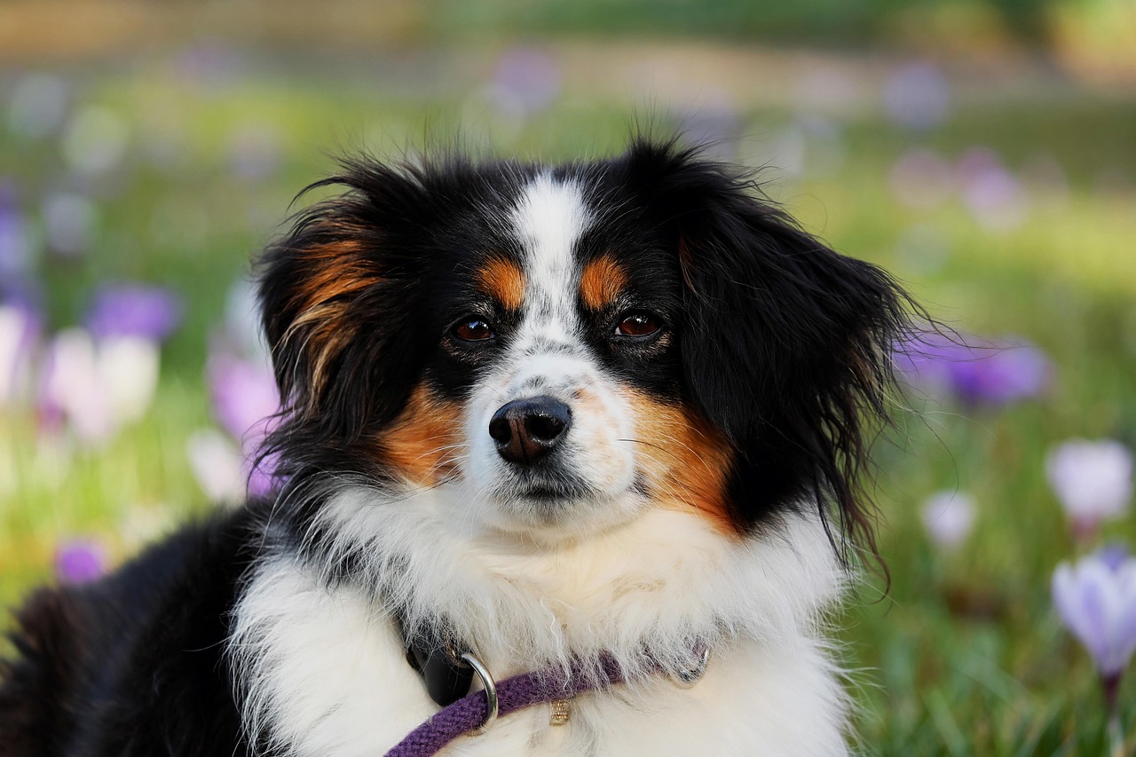 australian shepherd, dog, animal, pet, nature, herding dog, good-natured, protective, female dog, purebred dog, animal portrait, dog head, eyes, dog look, snout, domestic animal, creature