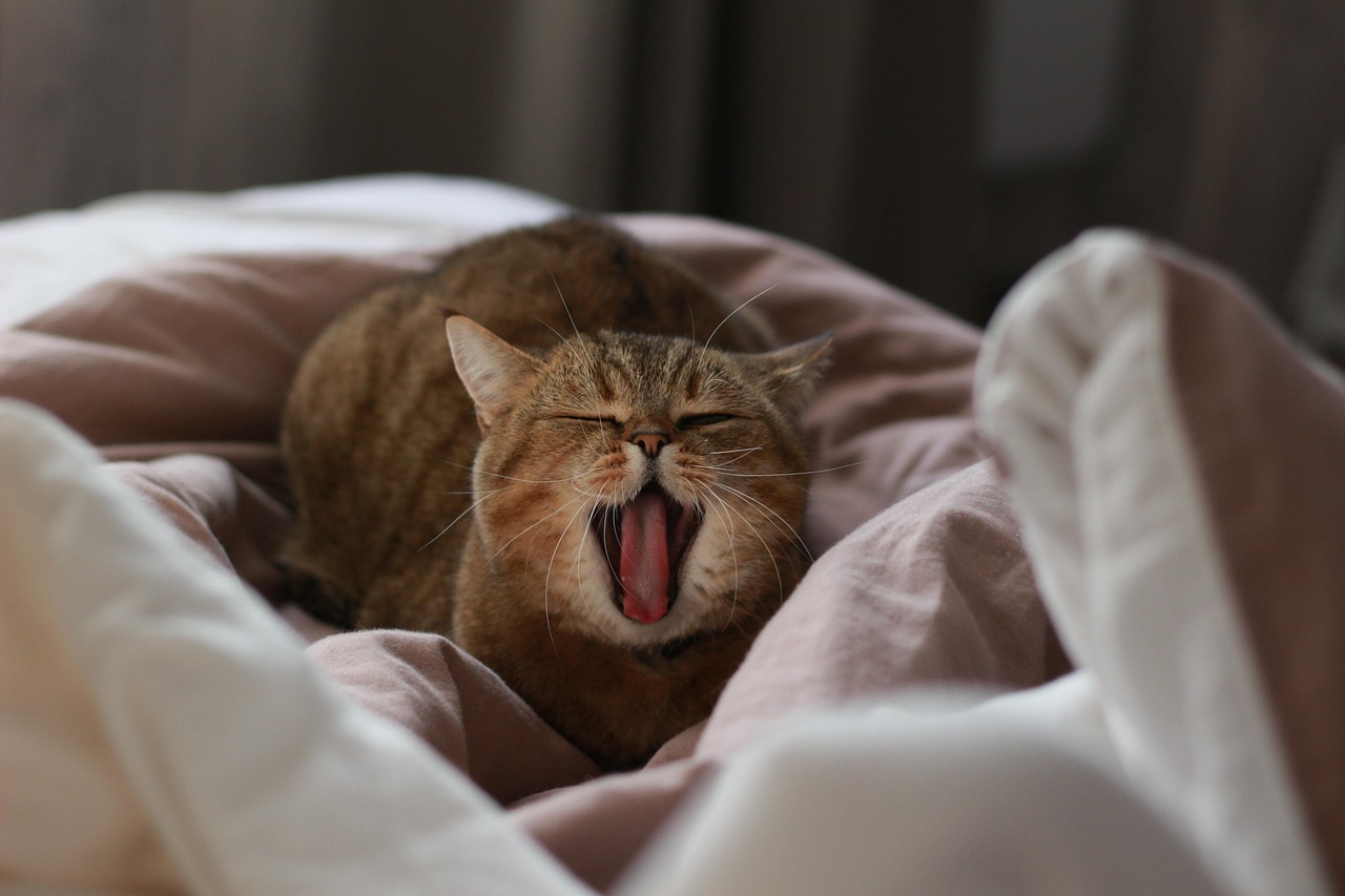 cat, yawns, pet, yawning, animal, sleepy, to yawn, i love it