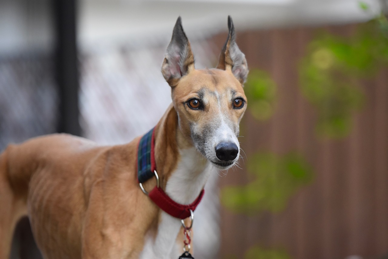 greyhound, animal, greyhounds, retired racing dog, 45mph, dog, adopt greyhound, greyhound gang, pet, sight hound