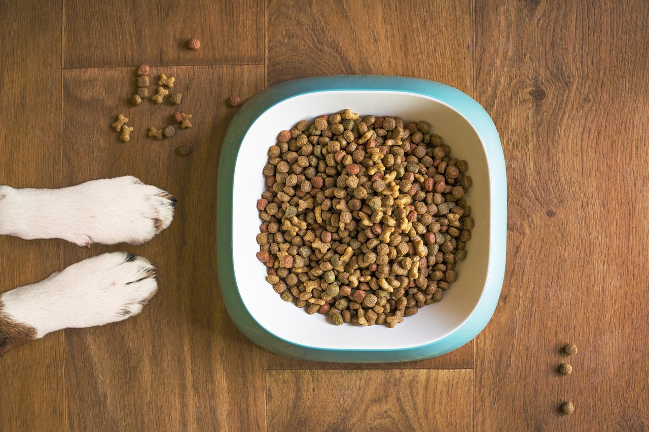 dog food, animal, dog bowl, dog kibble, dry dog food, paws, dog paws, dog food bowl, grain free dog food, dog treat, pet food, dog, pet, dog eating, dog feeding, dog stay, dog training, brown eating