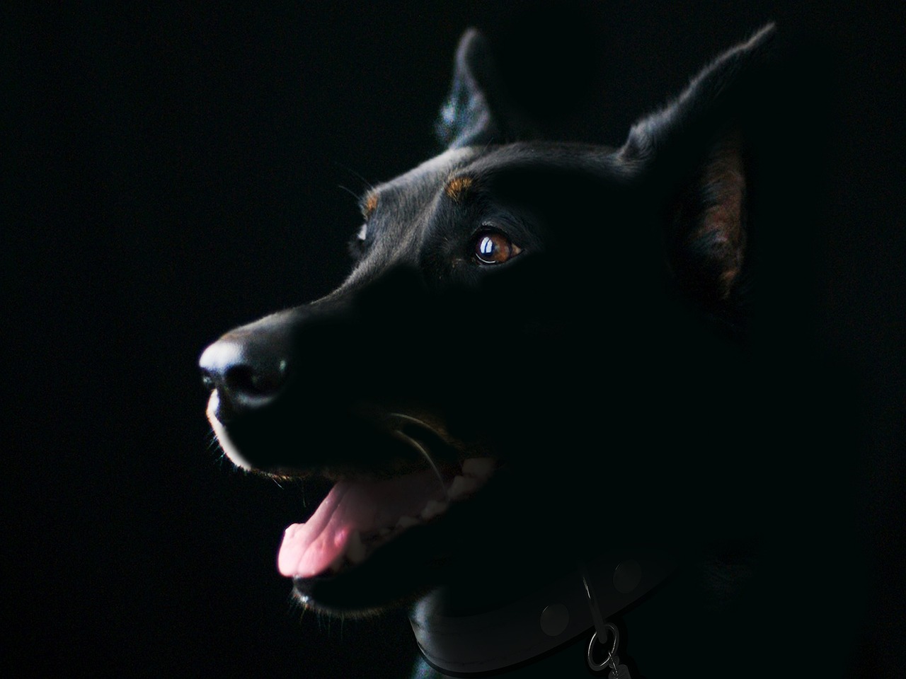 dog, nature, pet, animal, black dog, mammal, canine, adorable dog, cute dog, animal portrait