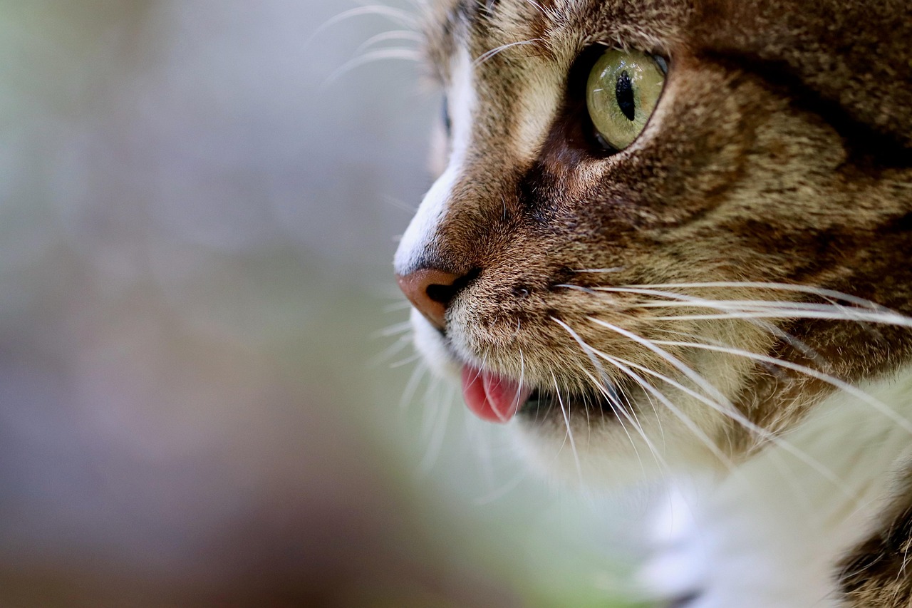 cat, cat tongue, cat eyes, nature, mackerel, domestic animal, tabby, gray tabby cat, gray cat, domestic cat, portrait, cat portrait, cat profile, the world of animals, mammal, pet, animal