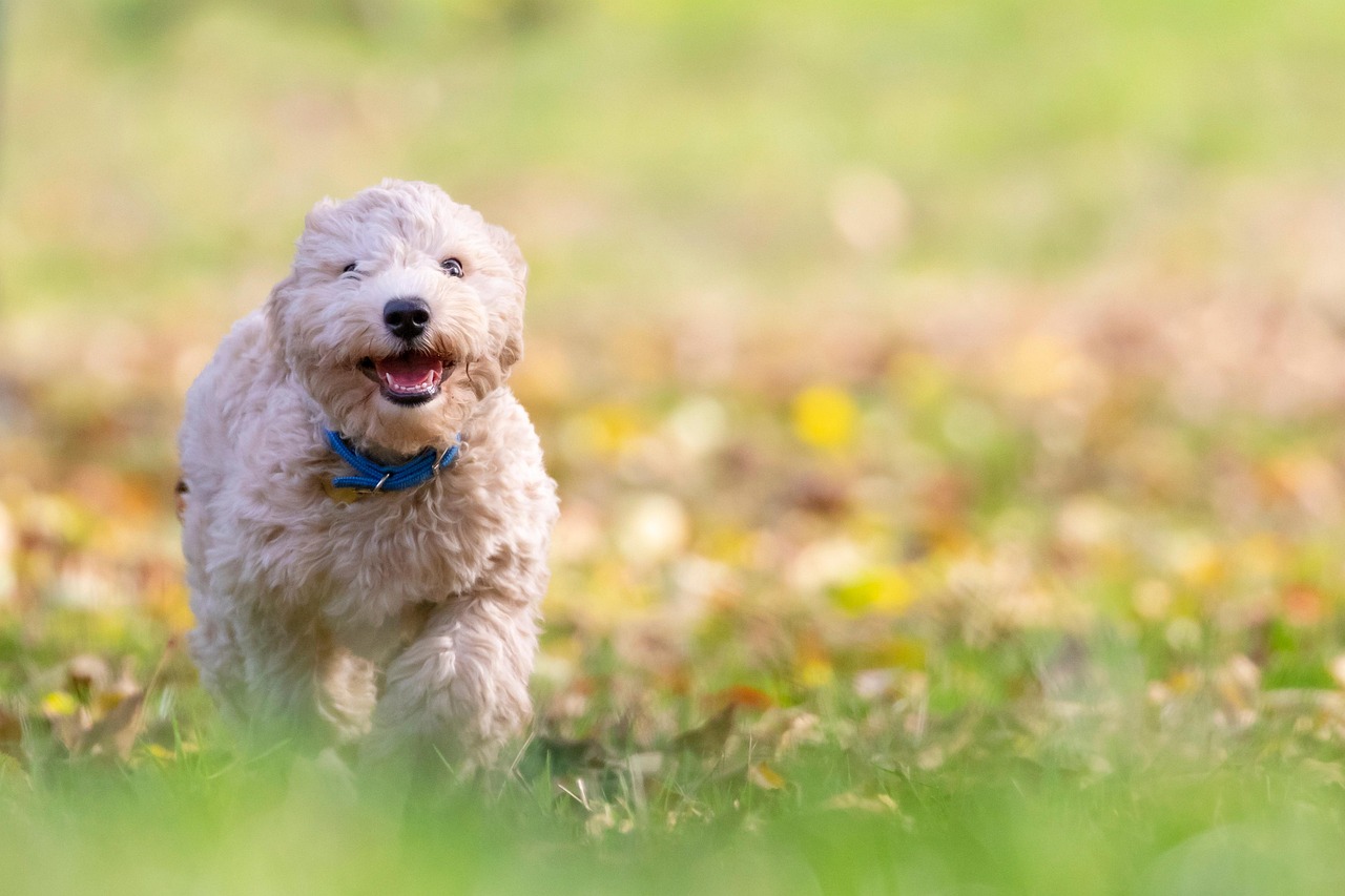 dog, puppy, pet, bichon frise, animal, pup, young dog, toy dog, doggy, domestic dog, canine, mammal, cute, adorable, furry, nature, portrait, park, outdoors