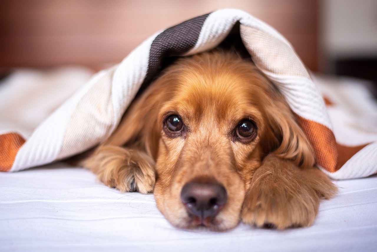 english cocker spaniel, dog, puppy, blanket, pet, pup, young dog, animal, domestic dog, purebred, furry, canine, mammal, friend, nature, cute, adorable, bed, bedroom, portrait