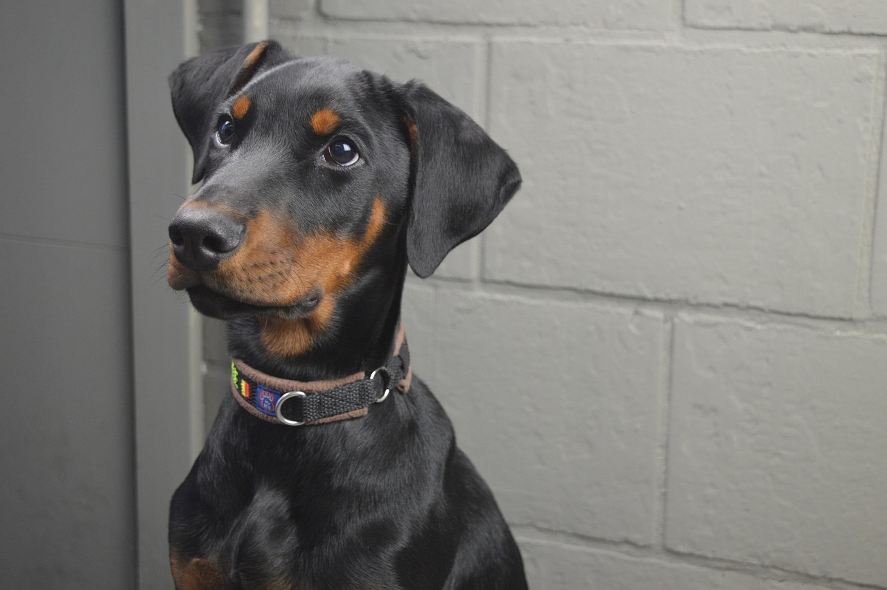 dog, doberman, animals, animal, ollie, pet, nature, pincher, mammal