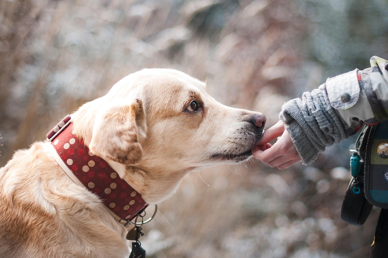dog, labrador, pet, animal, canine, companion, friendship, nature, trust, snout