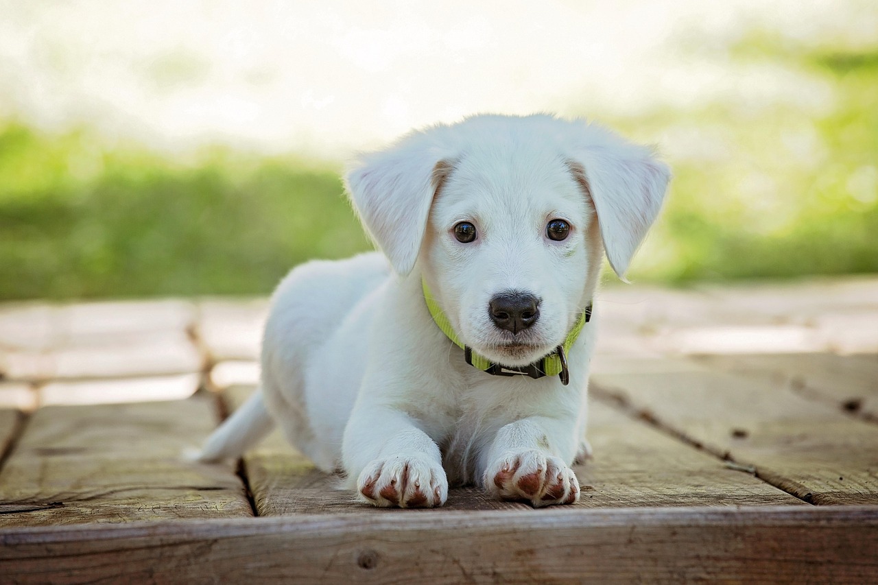 puppy, dog, pet, collar, dog collar, white puppy, white dog, domestic, domestic dog, lying down, portrait, nature, dog portrait, animal, cute, white, adorable, canine, doggy, looking