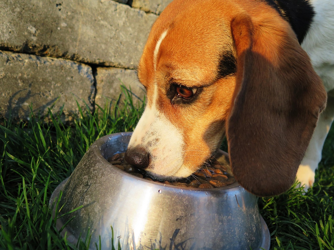 dog, meal, food bowl, dog food, pet, feed, nature, food, dry, garden, animal, domestic animal, domestic dog, purebred dog, beagle, feeding, hunting dog, reward, wildlife, brown, hungry