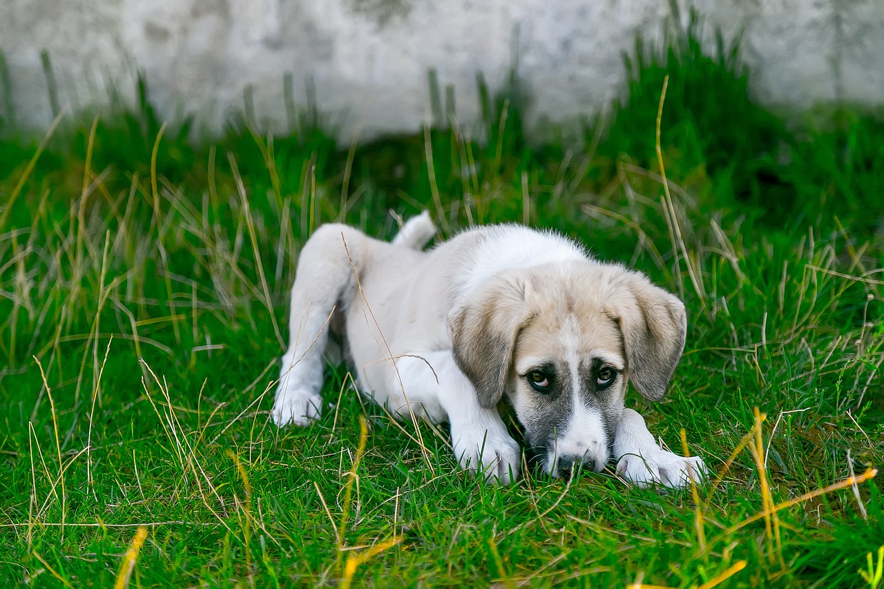 dog, stray dog, animal, baby animal, cute dog, guard dog, puppy, pet, animal portrait, hunting dog, dog tired, sick dog, sheepdog, sweet dog
