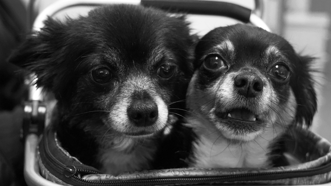chihuahua, duo, fun, cute, dog, domestic animal, friends, snout, pet, eyes, nose, fur, black, white, nature, animal, magical, loyal to, curious, cuddly, cuddle, paradise, vet, dog salon
