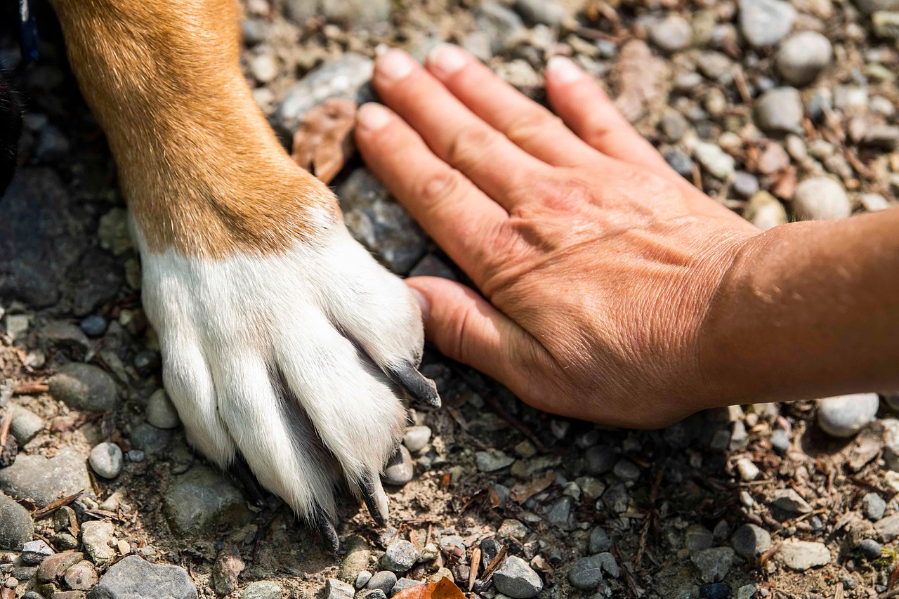 paw, dog, hand, pet, animal, friends