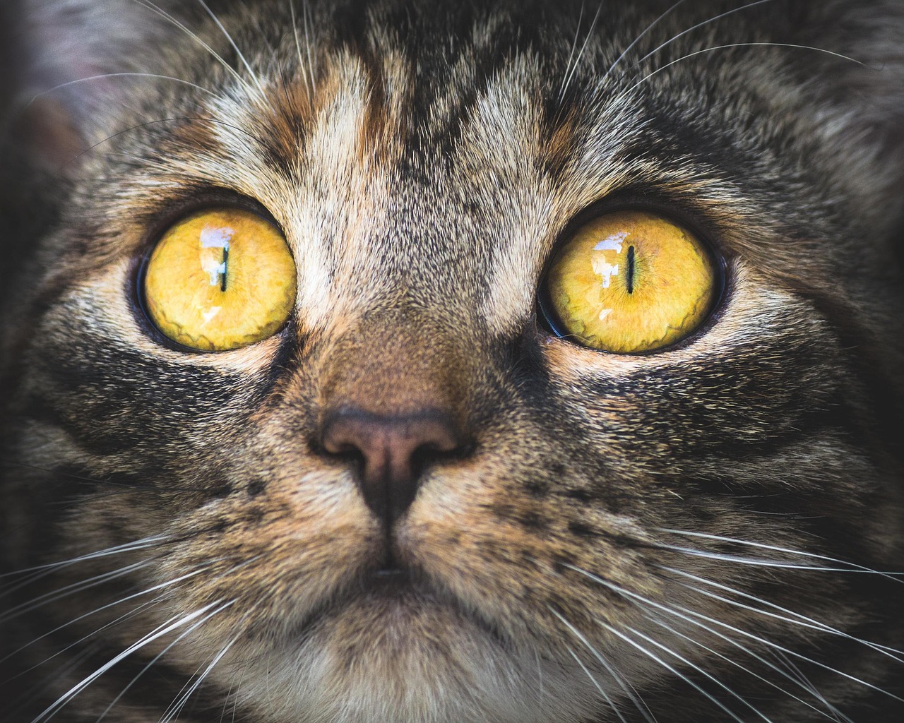 cat, portrait, 4k wallpaper 1920x1080, animal, desktop backgrounds, domestic animal, domestic cat, eyes, wallpaper 4k, pet, laptop wallpaper, view, windows wallpaper, tiger cat, free background, mackerel, concentration, focused, hd wallpaper, free wallpaper, 4k wallpaper, cool backgrounds, cat eyes, yellow eyes, beautiful wallpaper, mac wallpaper, cat face, whiskers, look, nature, full hd wallpaper, face, wallpaper hd, wallpaper