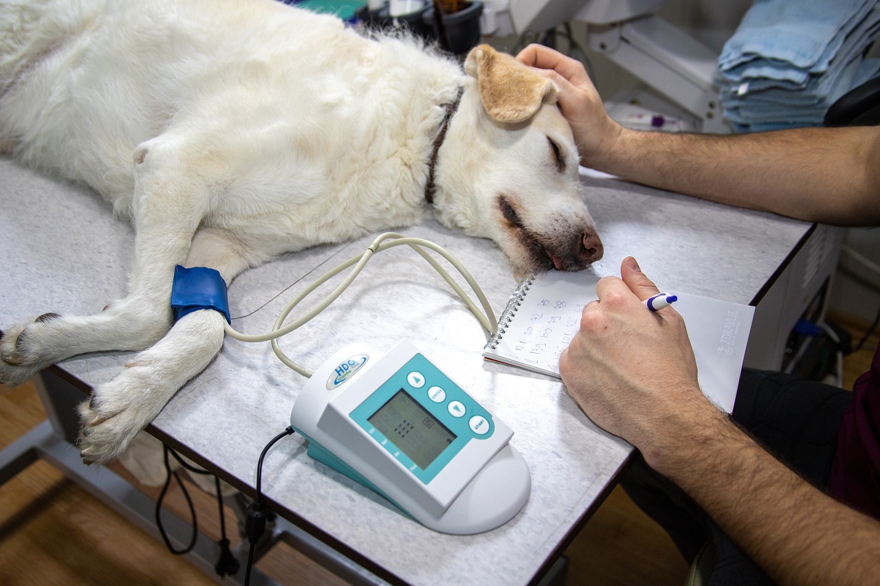 veterinary, blood pressure, pressure measurement, ecg, record, heart, cardiac examination, medicine, heart disease, dogs, cardiovascular pressure, nature, dog examination, veterinary examination, dog on examination, animal, vet, white, doctor, veterinarian, pet, canine