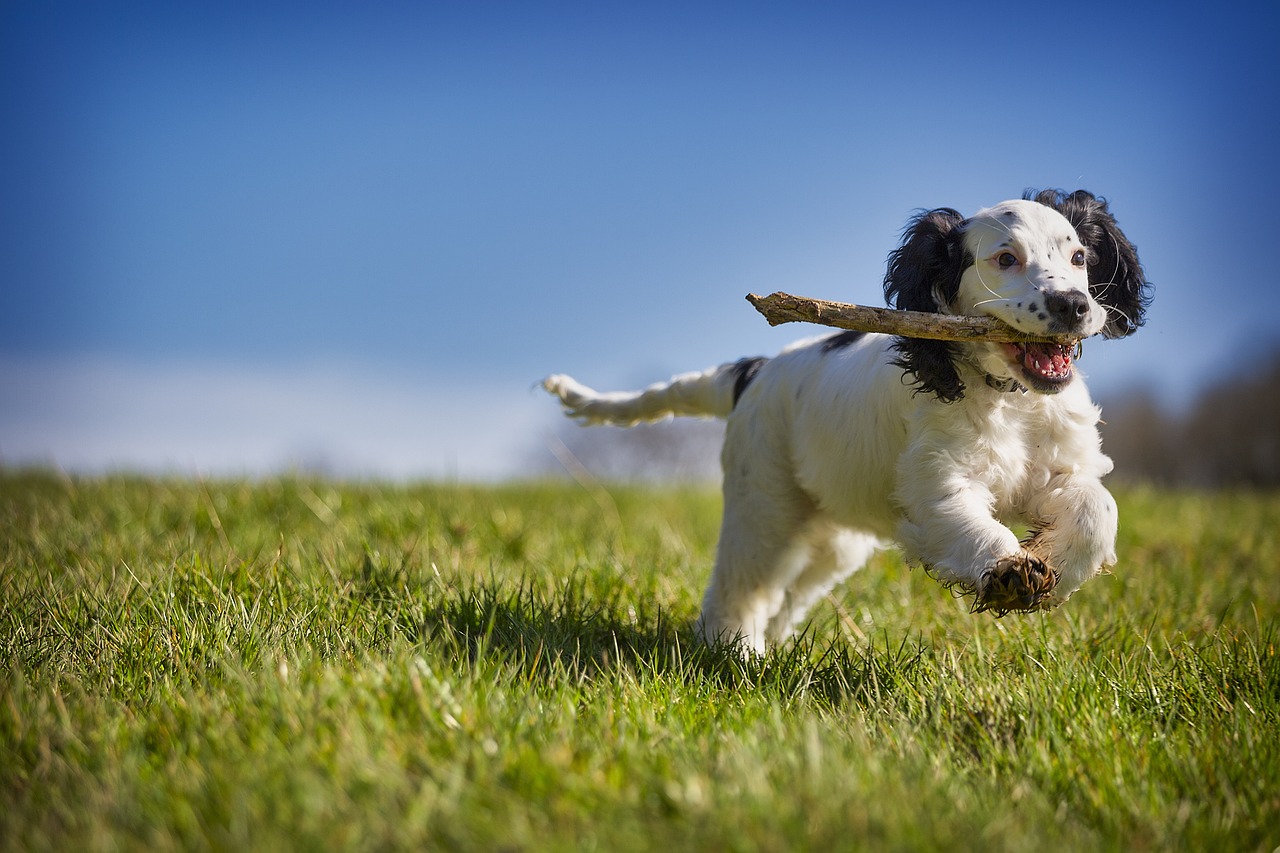 fetch, pet, nature, stick, puppy, dog, action, animal, playing, canine, fun, retrieve, playful, spaniel, cocker, active, fur, blue animals, blue fun