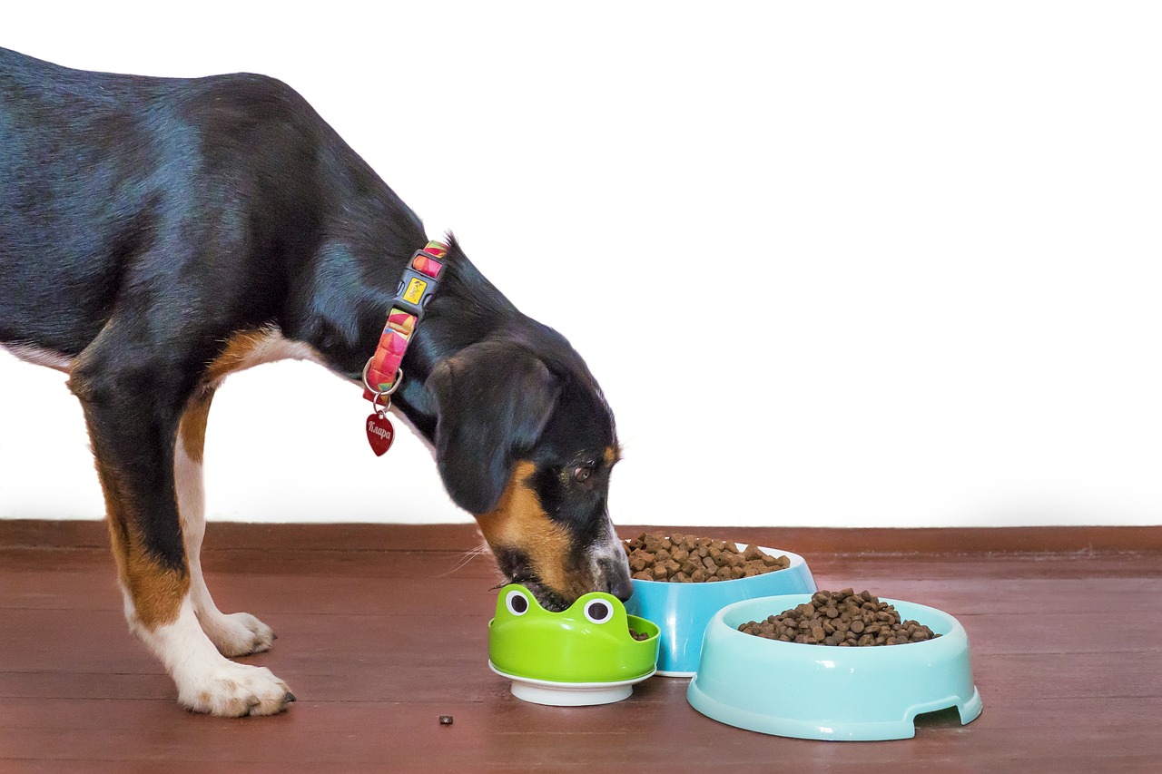 dog, pet, animal, food, bowl, kibble, paws, treat