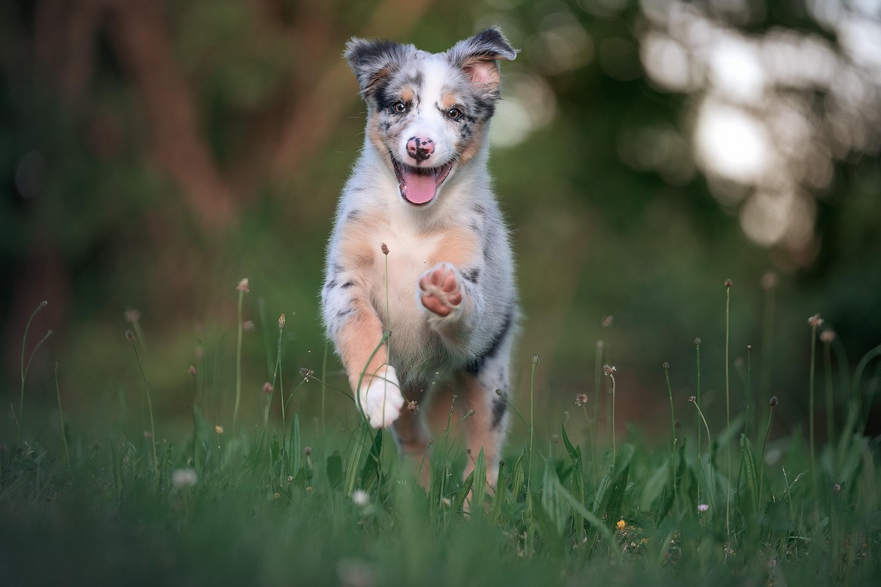 australian shepherd, australia, friend, pet, animal, dog, domestic animal, puppy, pooch, cute