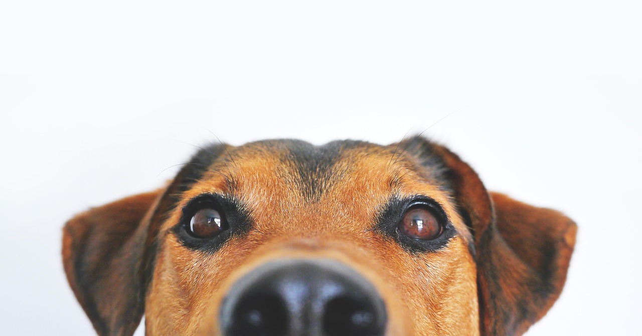 dog, view, cute, pet, animal portrait, eyes, snout, head, loyalty, shepherd dog, hybrid, mixed breed dog, appenzell mountain dog, dog eyes, brown eyes, face, portrait, nose, animal, brown, domestic animal