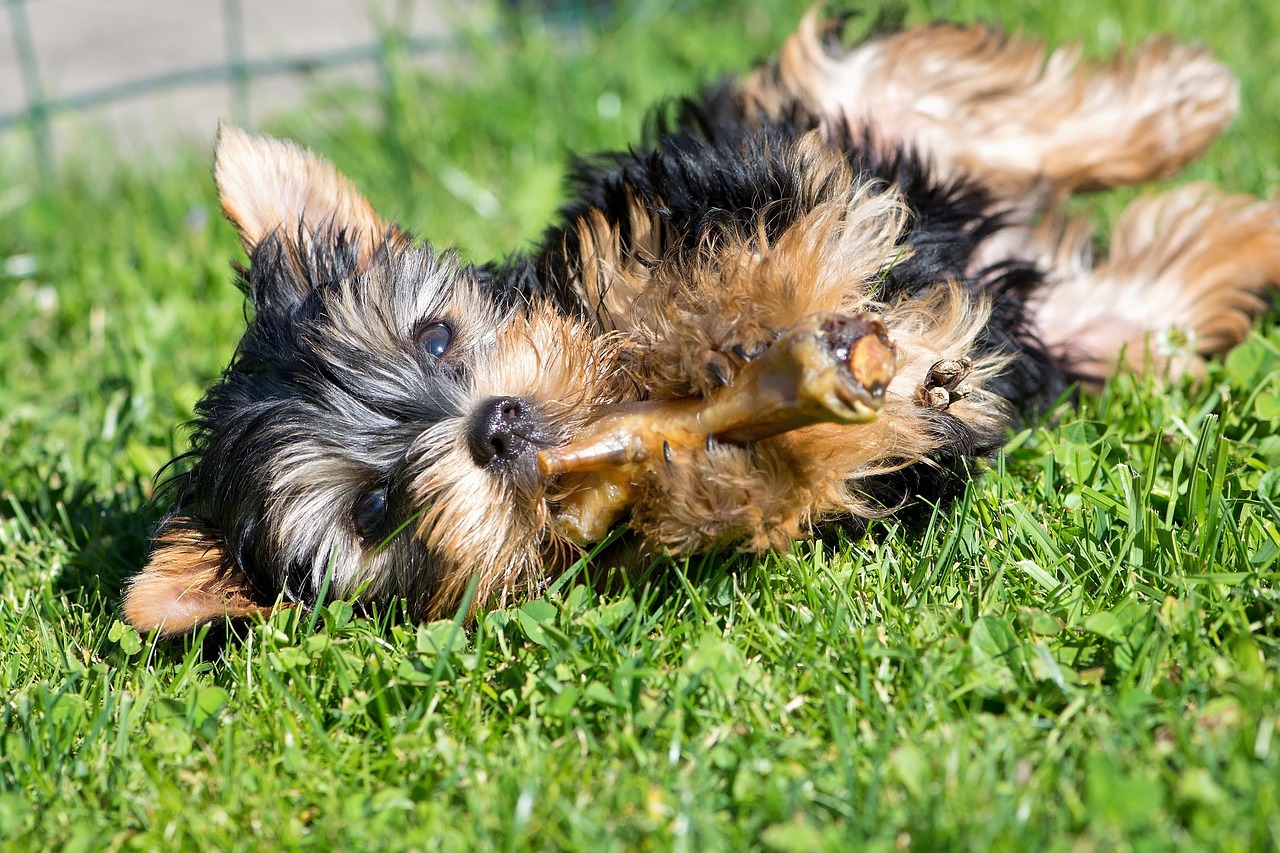 dog, puppy, small dog, gnaw, animal, domestic animal, garden, pet, outdoors, wolf down, nature, close up, mammal