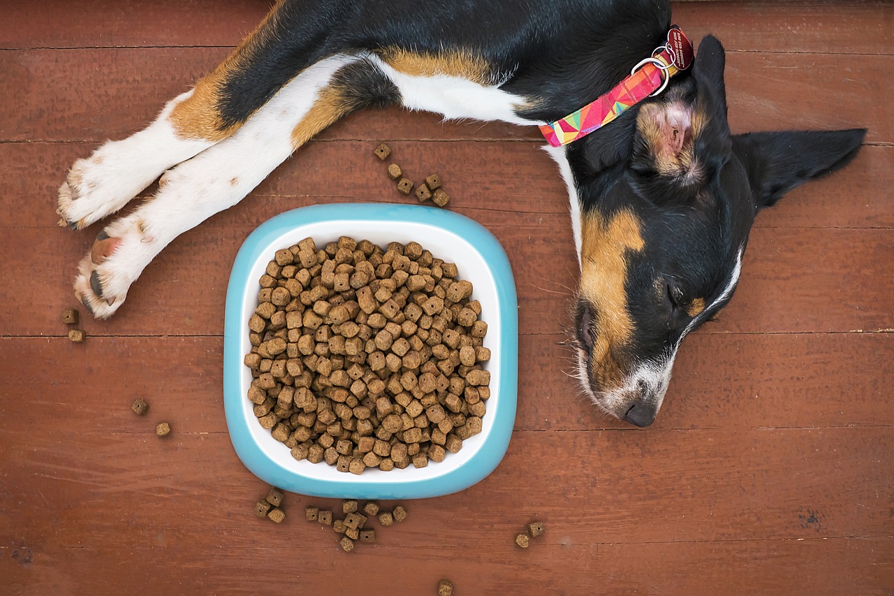 dog, pet, animal, food, bowl, kibble, paws, treat, nap, sleep
